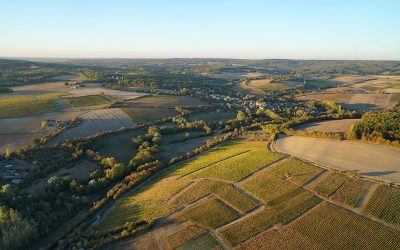 Our vines from the sky ….